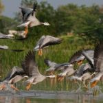bird sanctuaries in India