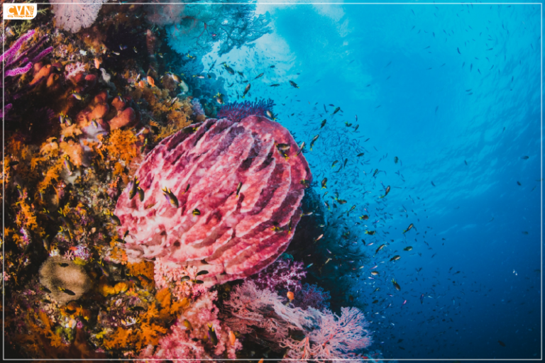 Wonders under the Sea Facts about Tubbataha Reefs Natural Park