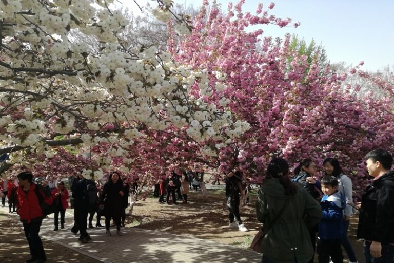 Beautiful Places to See Fall Foliage in Beijing