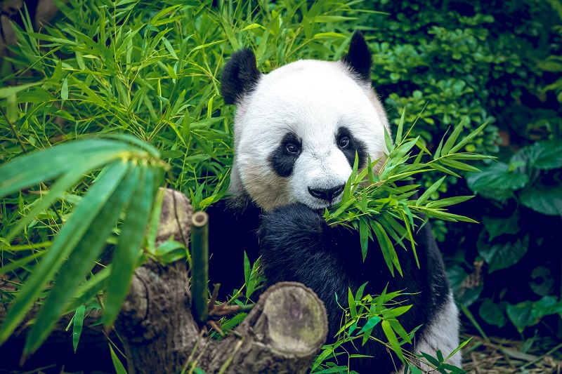 Top 5 things to do in Chengdu!