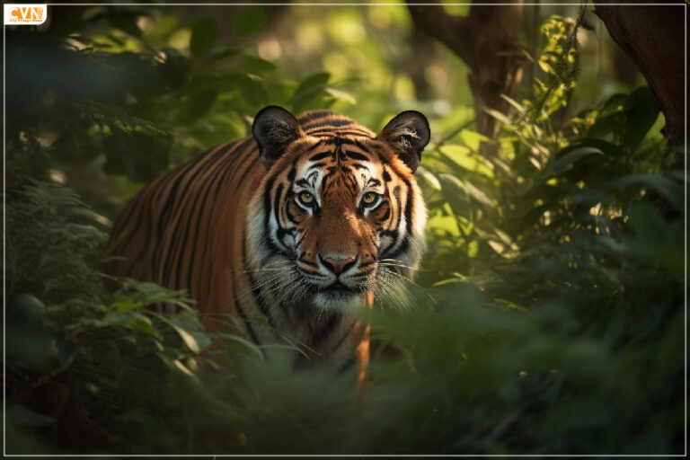Jim Corbett National Park