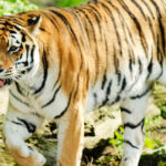 Nagarjuna Sagar Srisailam Tiger Reserve