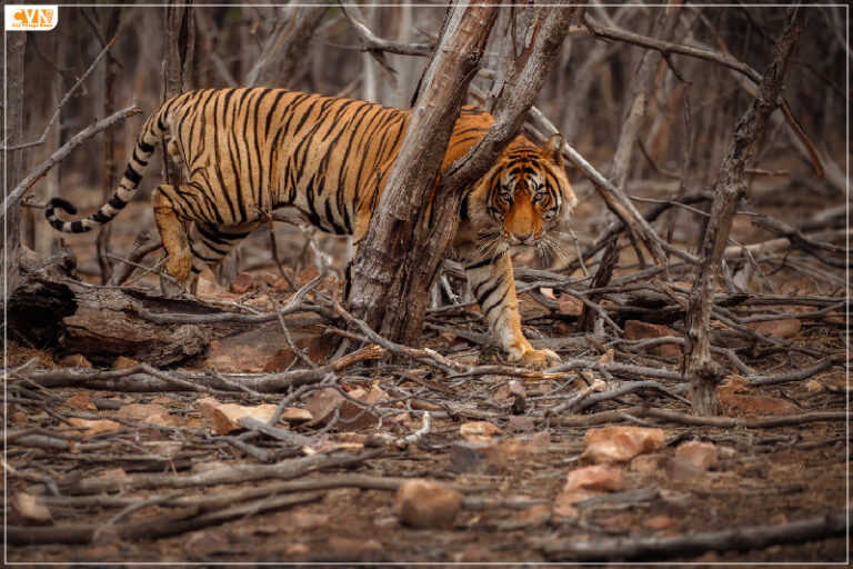 Tadoba-Andhari Tiger Reserve