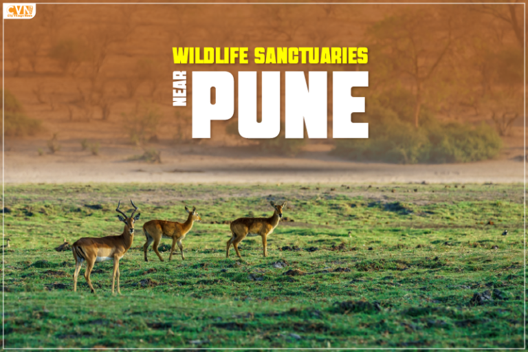 Wildlife Sanctuaries Near Pune