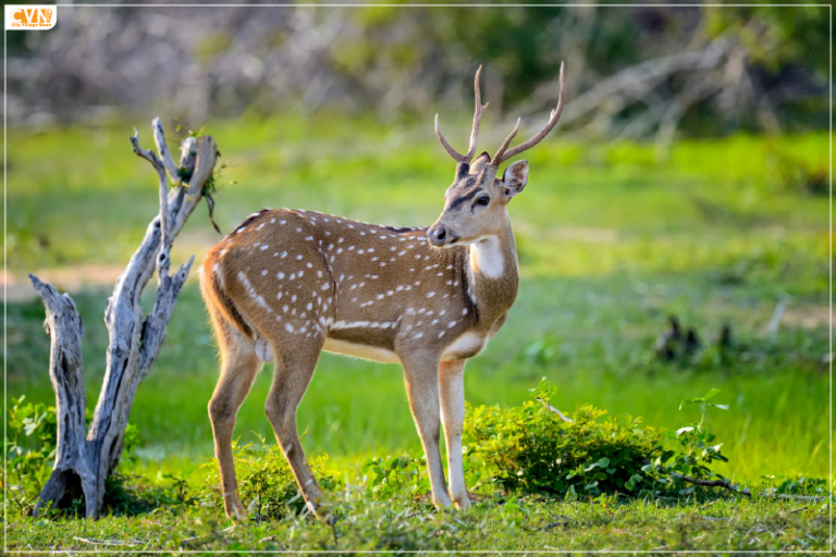 Dudhwa National Park in UP Temporarily Closes After Thrilling Tourist Season