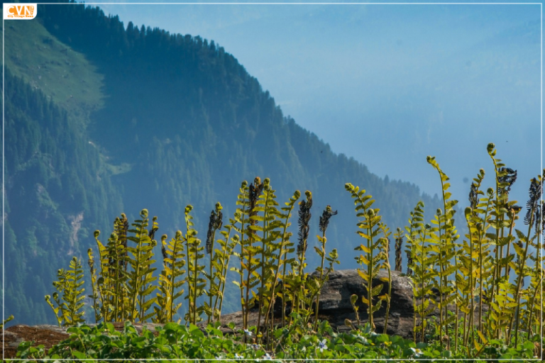 Kangra Tourism Capital of Himachal Pradesh