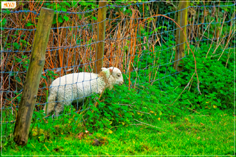 Noida Airport Site A Centre to be Built for Rescued Animals