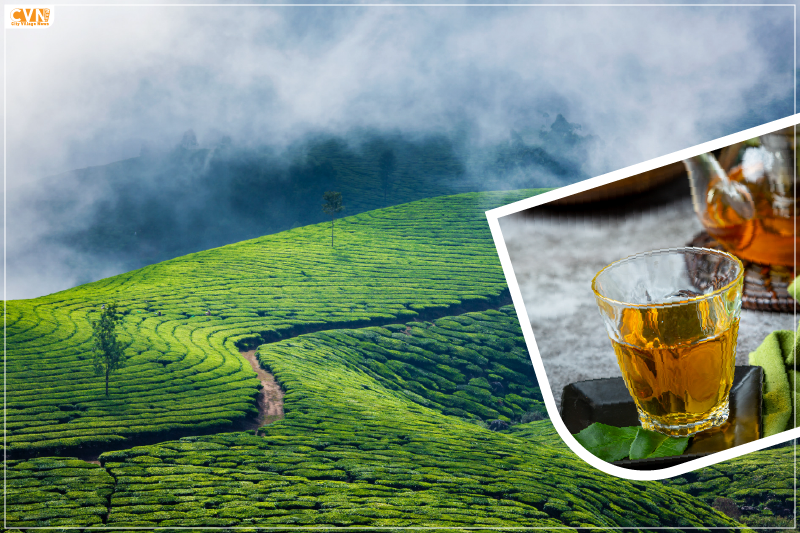 The Journey of Tea from India and Its Global Domination