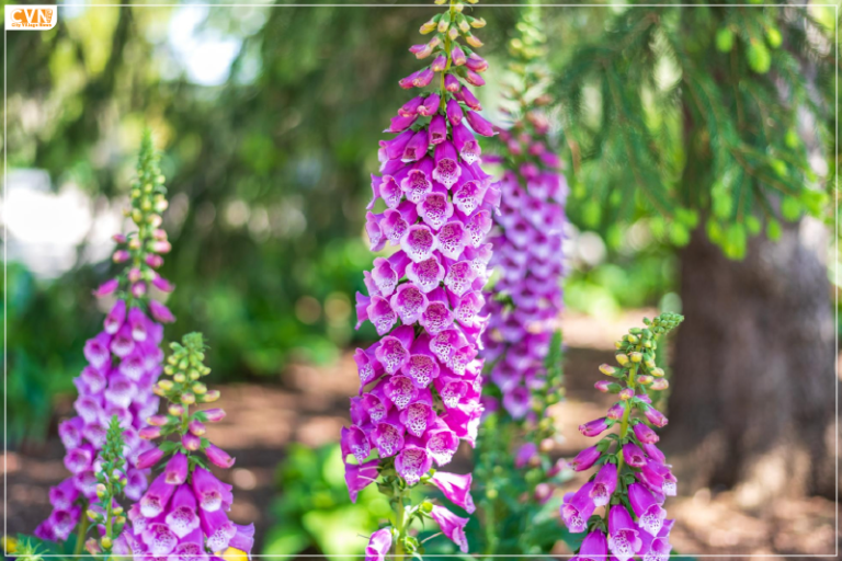 A Magnificent Spectacle Foxglove Blooms Transform Kashmir Valley