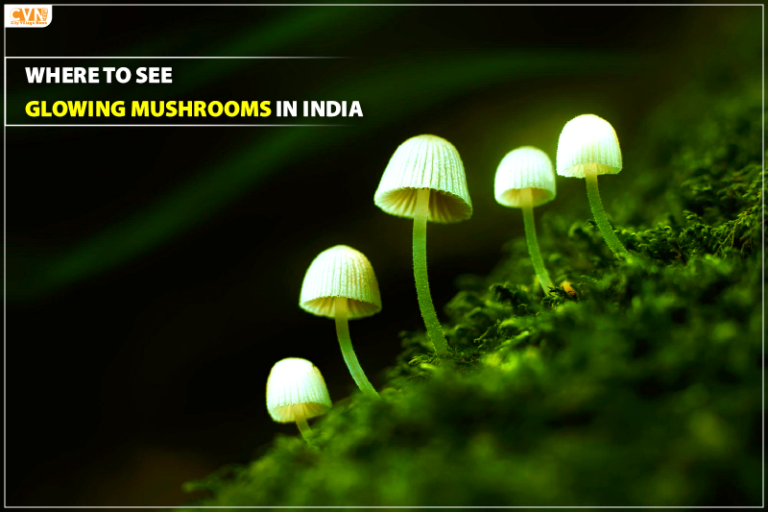 Glowing mushrooms in india