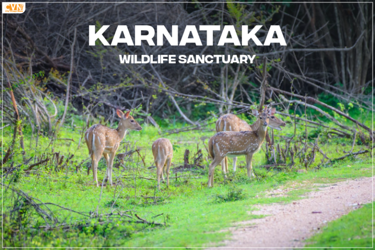 Explore Karnataka Wildlife Sanctuary: Jungle Safari in Cauvery