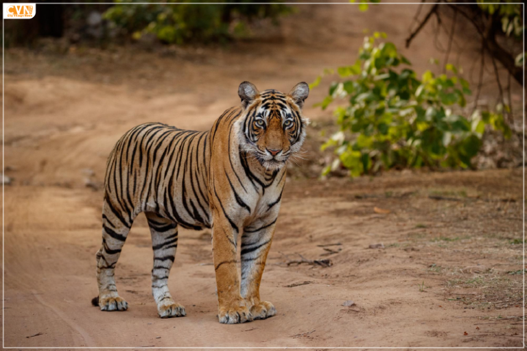 Dholpur-Karauli is India's 54th Tiger Reserve Giving a New Hope for Tiger Conservation