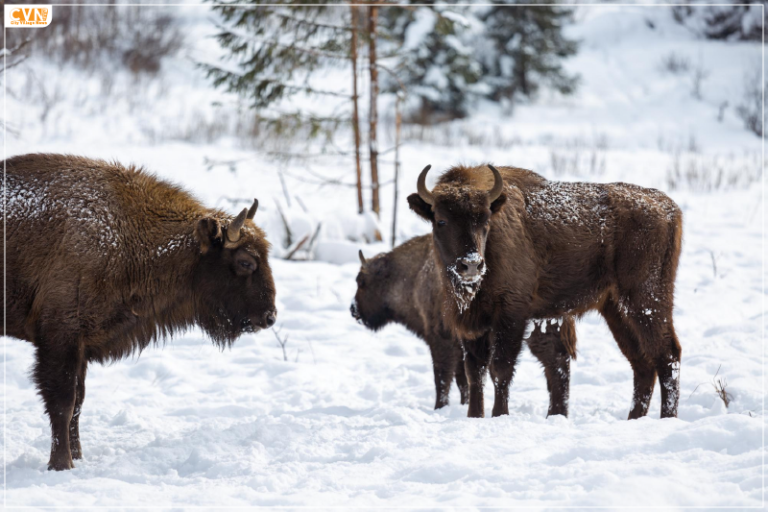 Yellowstone National Park to Get Set for an Exciting Winter Season
