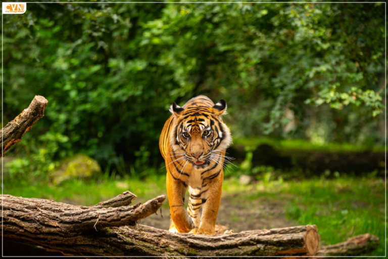 New Tiger Safari Zone at Chamarajanagar to Further Boost Tourism in the Region