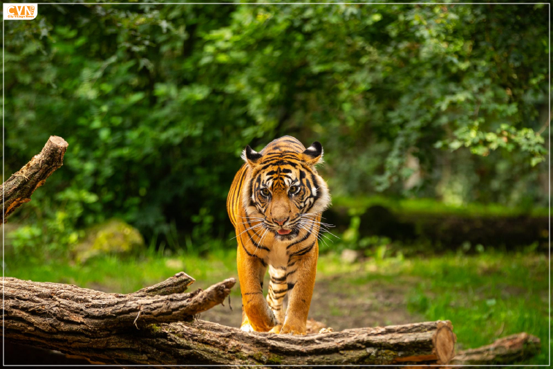 Largest tiger reserve in India