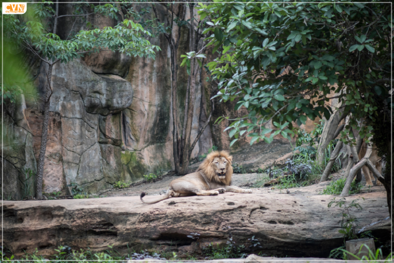 West Bengal to introduce state's first lion safari at North Bengal Animals Park in Siliguri