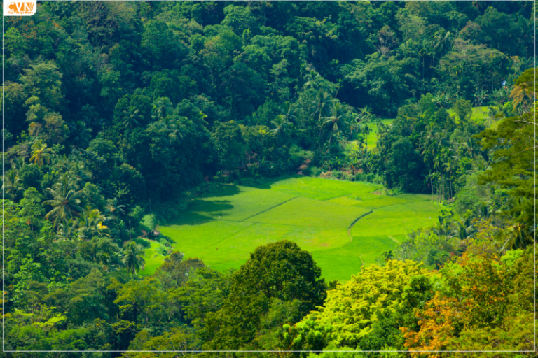 Karnataka Kodagu is the 7th most searched travel destination of the year