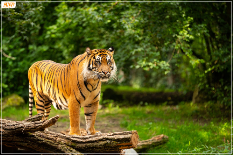 Pench Tiger Reserve becomes country’s first Dark Sky Park