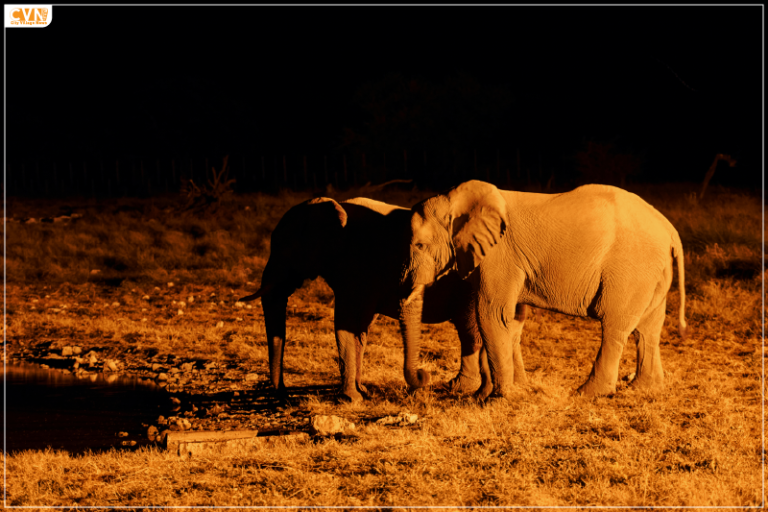 Chandaka-Dampara Wildlife Sanctuary in Bhubaneshwar Started Night Safaris
