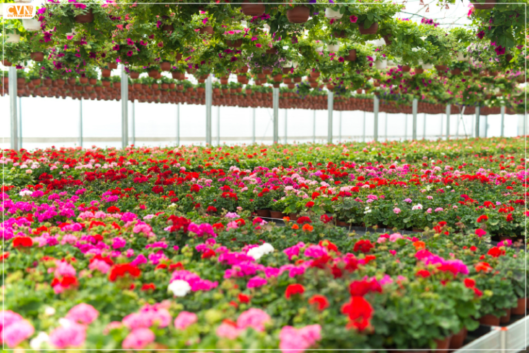 Know About the 3-day Noida Flower Show 2024