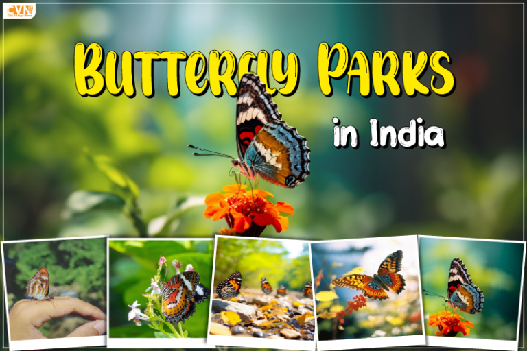 Must Visit Beautiful Butterfly Parks in India for a Memorable Experience