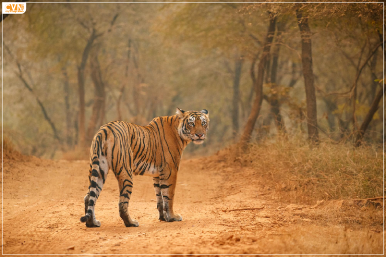 Jim Corbett National Park