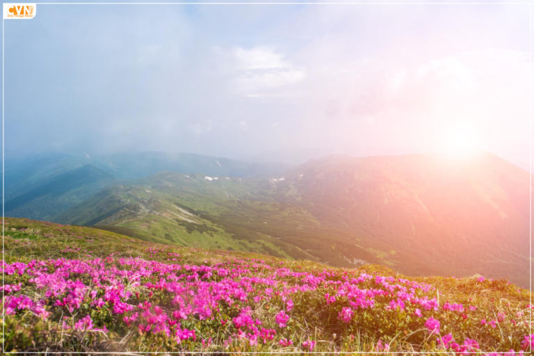 Uttarakhand’s Valley of Flowers all set to welcome travellers from June 1