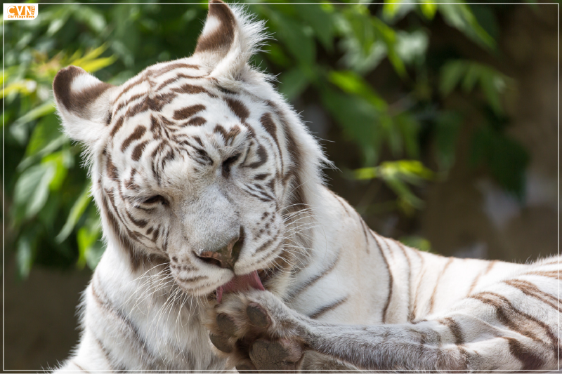 white tigers in india