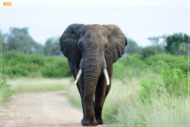 Asian Elephant