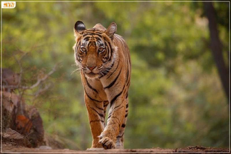 Bengal Tiger