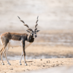 Blackbuck