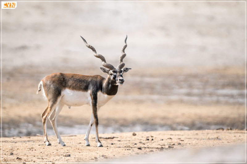 Blackbuck