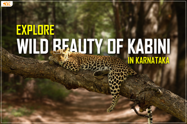 Explore the Wildlife and Unforgettable Safari in Kabini