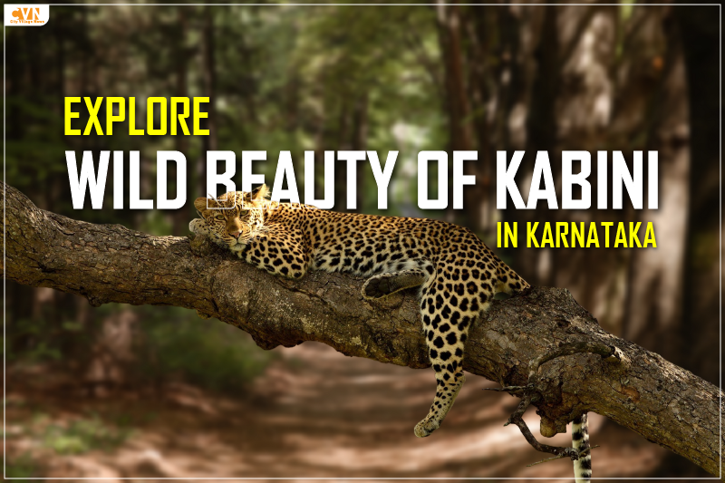 Wildlife Safari in Kabini