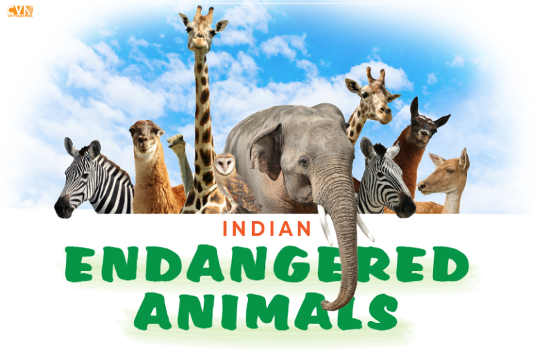 Explore 12 Endangered Animals in India That You Must Witness Before They Disappear
