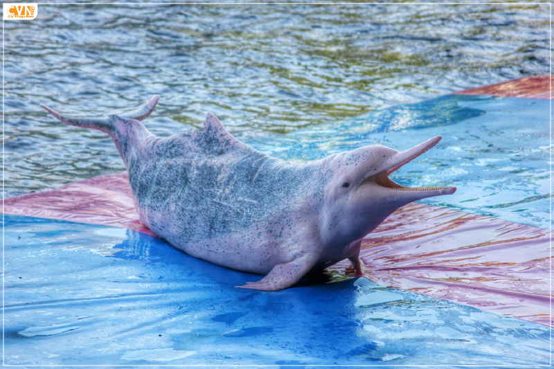 Gangetic Dolphin