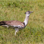 Great Indian Bustard