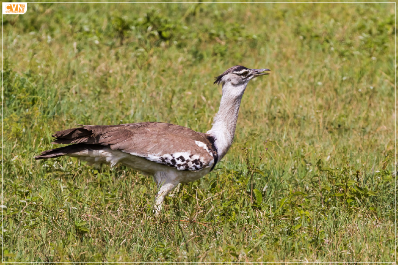 Great Indian Bustard