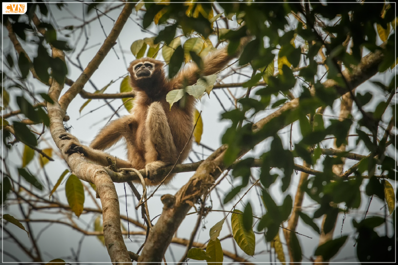 Hoolock Gibbon