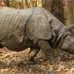 Indian Rhinoceros