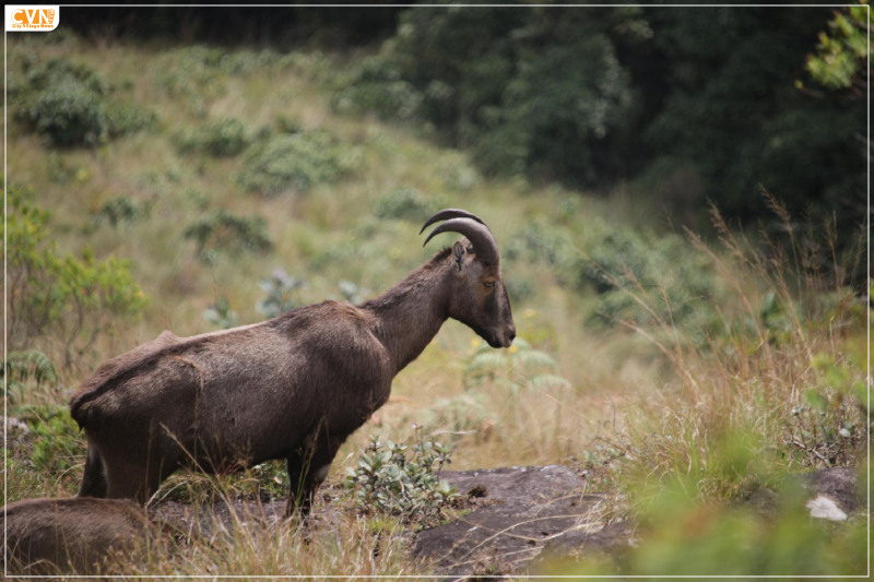 Nilgiri Tahr