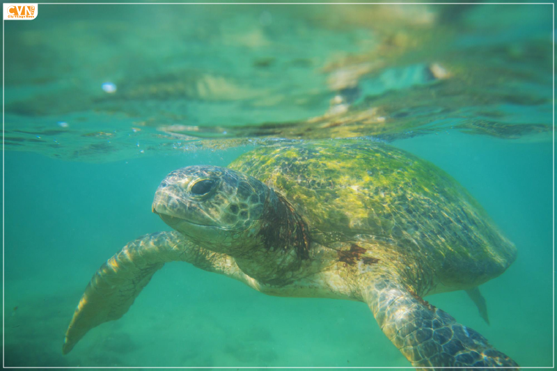 Olive Ridley Turtle