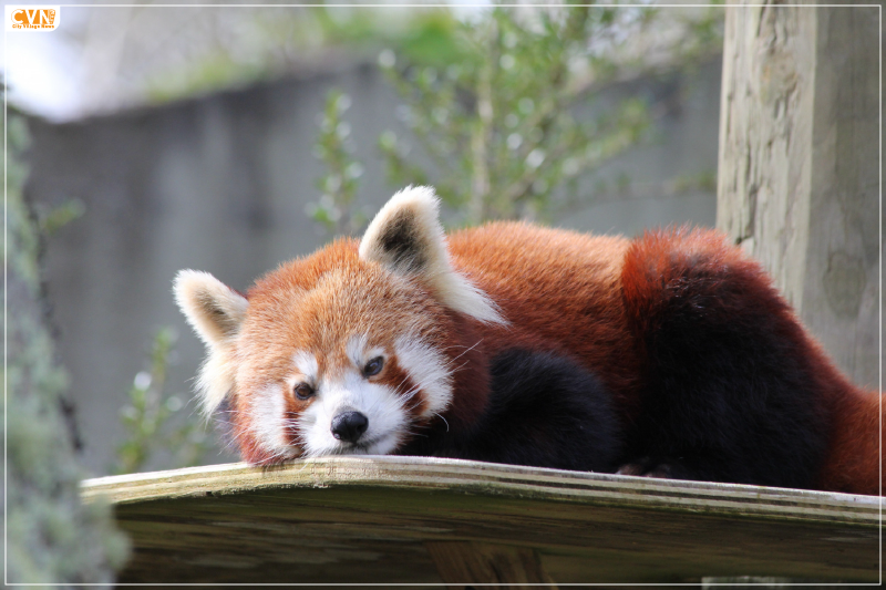 Red Panda