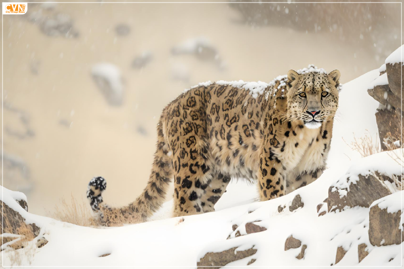 Snow Leopard