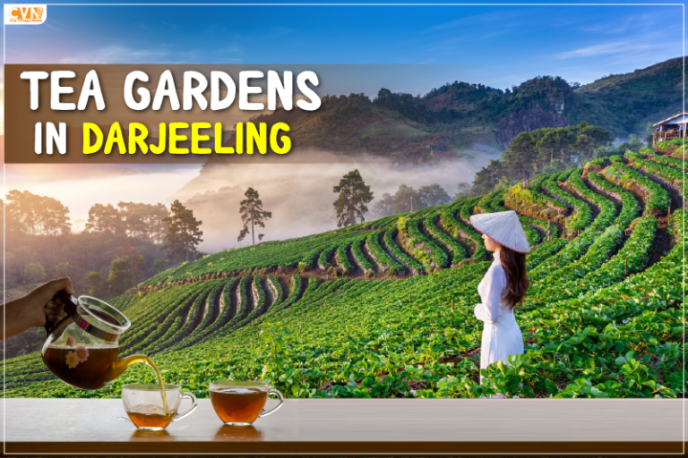 These Tea Gardens in Darjeeling are Going to Amaze You with Scenic Views