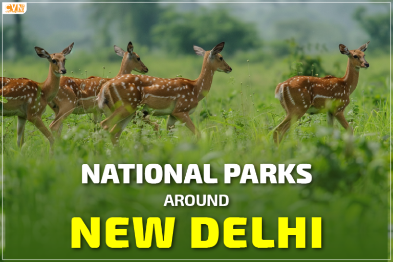 Satisfy the Nature Lover in You by Visiting National Parks around New Delhi