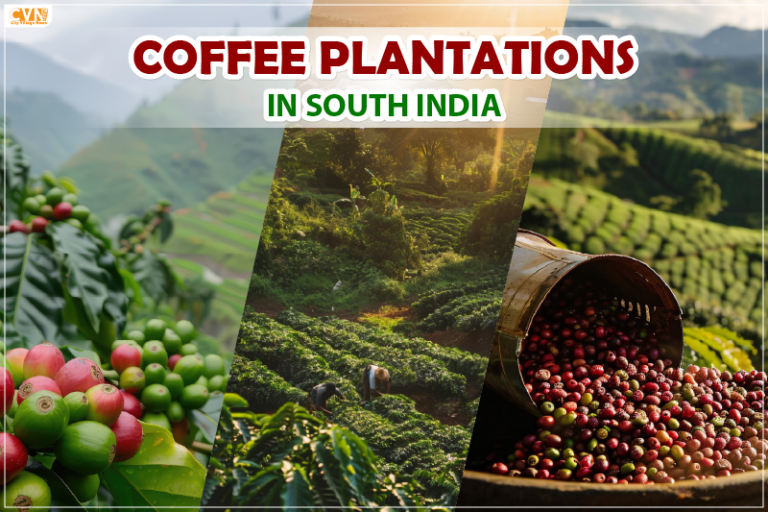 coffee plantations in south india