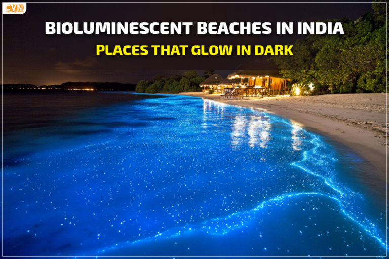 Bioluminescent Beaches in India: Places That Glow in Dark