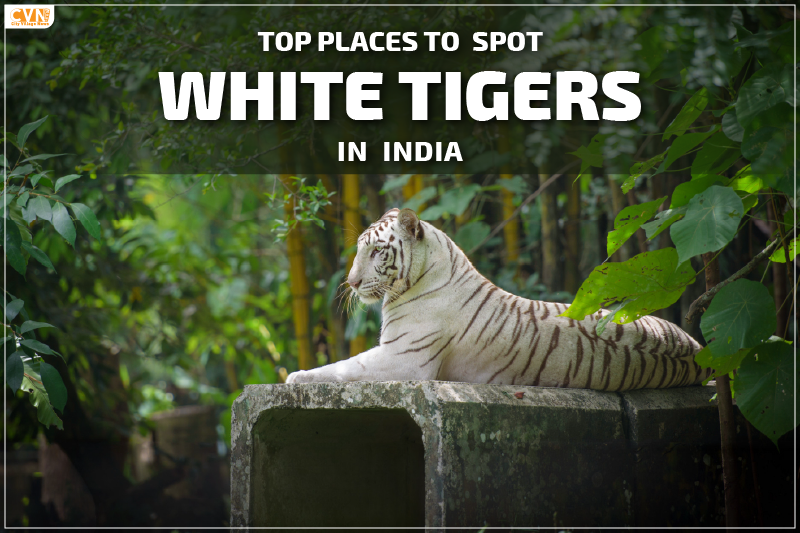 Discover Top Destinations to Find White Tiger in India.