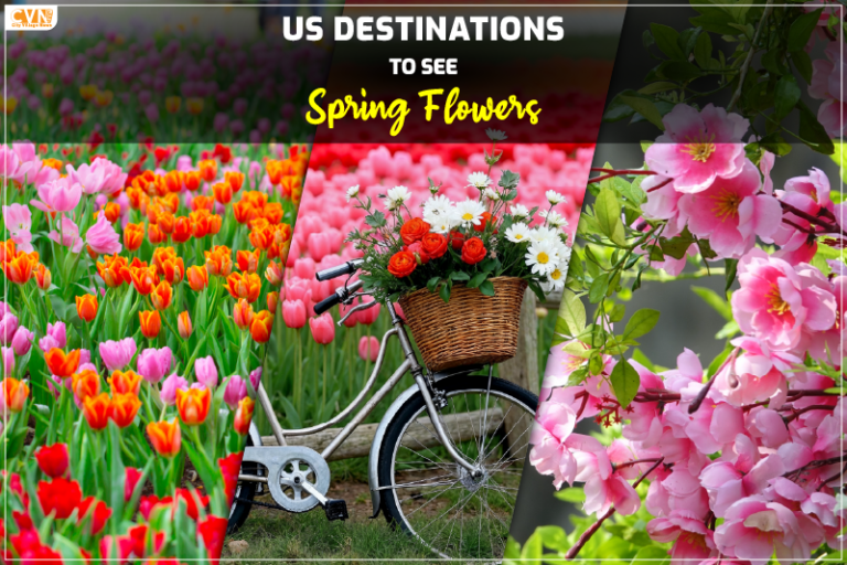 US destinations to see spring flowers